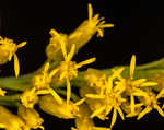 Canada goldenrod